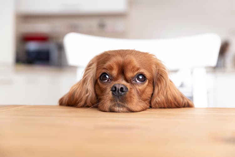Mascotes en cas de separació